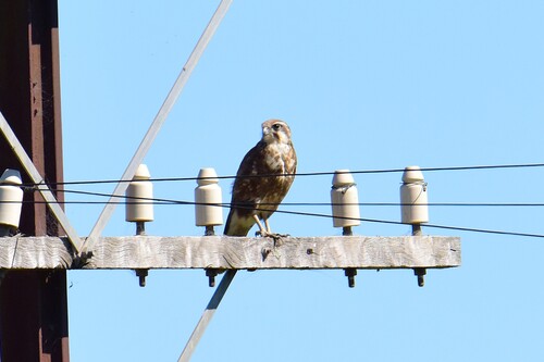 Brown Falcon