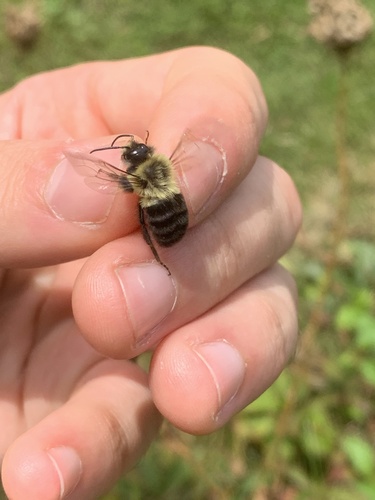 Common Eastern Bumble Bee
