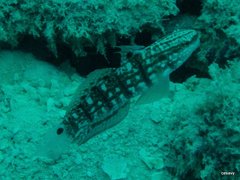 Amblygobius semicinctus