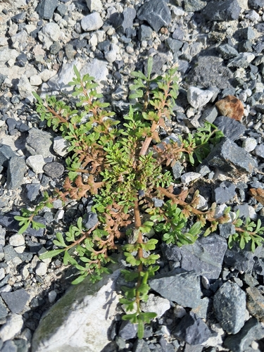 Lepidium didymum, photograph 5