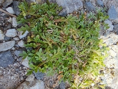 (c) Pluto Hooper, some rights reserved (CC BY) Lepidium didymum, photograph (c) Pluto Hooper, some rights reserved (CC BY)
