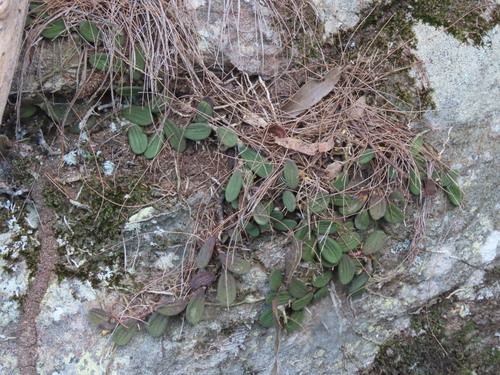 Dendrobium linguiforme, photograph 3