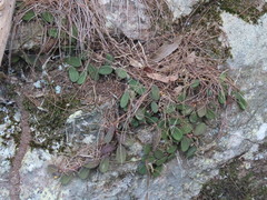 Dendrobium linguiforme, photograph (c) ian_mcallan, some rights reserved (CC BY)