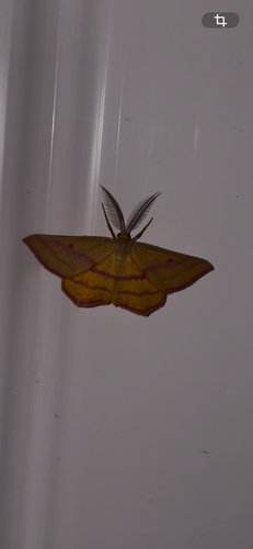 Chickweed Geometer Moth