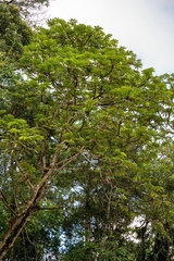 (c) José Javier Barrios Flores, some rights reserved (CC BY) Cecropia angustifolia, photograph (c) José Javier Barrios Flores, some rights reserved (CC BY)