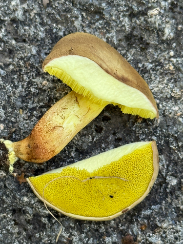 Xerocomus subtomentosus — (c) Tony KM, some rights reserved (CC BY)