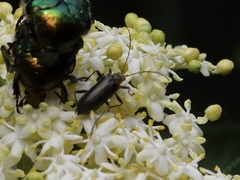 Cortodera humeralis