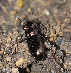 Notiophilus palustris