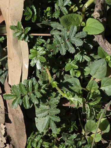 Acaena novae-zelandiae, photograph 3