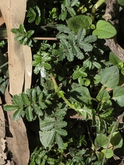 Acaena novae-zelandiae, photograph (c) Ian Rainbow, some rights reserved (CC BY)