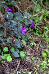 Achimenes grandiflora, photograph (c) José Javier Barrios Flores, some rights reserved (CC BY)