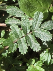 Acaena novae-zelandiae, photograph (c) Ian Rainbow, some rights reserved (CC BY)