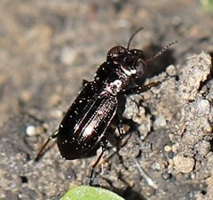 Notiophilus palustris