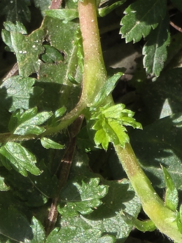 Acaena novae-zelandiae, photograph 5