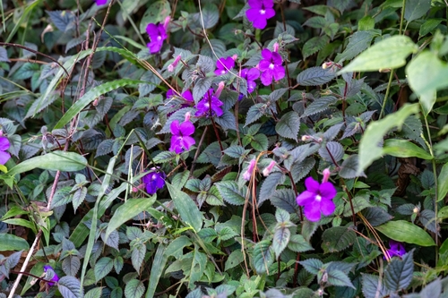 Achimenes grandiflora, photograph 5