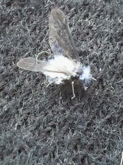 Aphididae