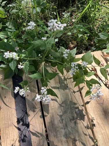 white snakeroot