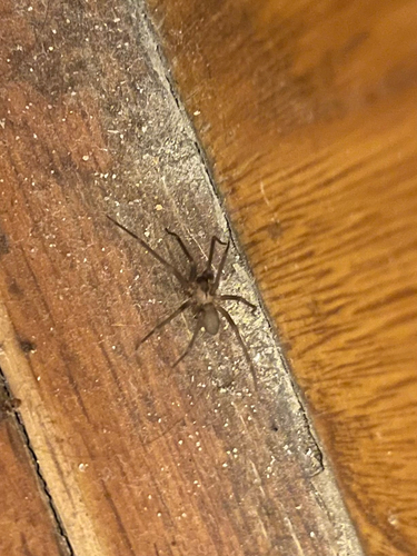Brown Recluse