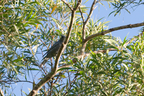 Coracina lineata observed 2026-09-04