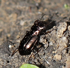 Notiophilus palustris