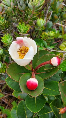 Schima brevifolia
