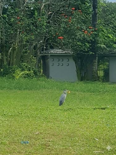 White-faced Heron