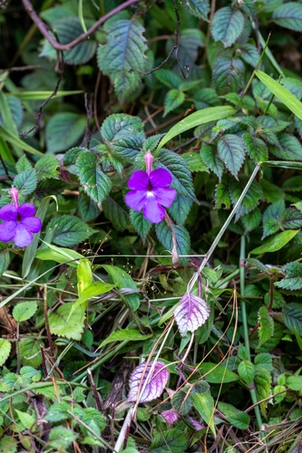 Achimenes grandiflora, photograph 4