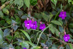 (c) José Javier Barrios Flores, some rights reserved (CC BY) Achimenes grandiflora, photograph (c) José Javier Barrios Flores, some rights reserved (CC BY)