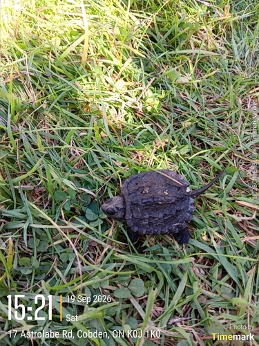 Common Snapping Turtle