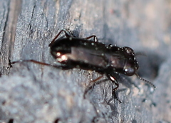 Notiophilus palustris