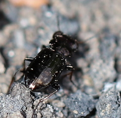 Notiophilus palustris