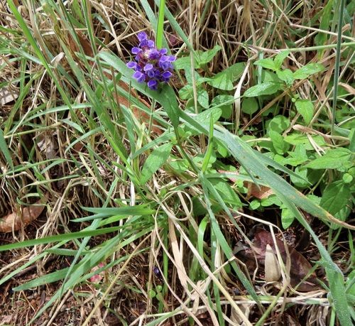 Prunella vulgaris observed 2026-09-19