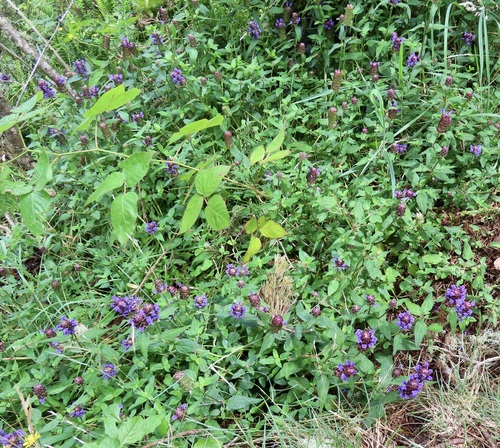 Prunella vulgaris observed 2026-09-19