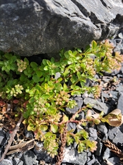 Polycarpon tetraphyllum, photograph (c) Pluto Hooper, some rights reserved (CC BY)