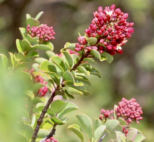 Santalum haleakalae observed 2026-09-19