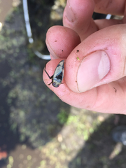 Notonecta undulata
