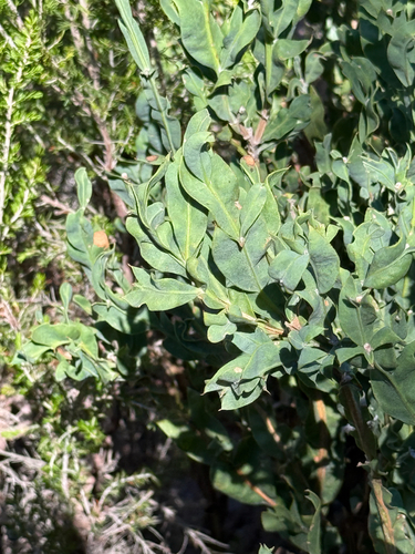 Genista tridentata, photograph 5