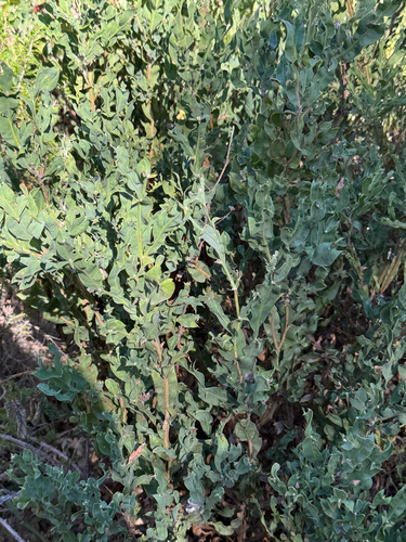 Genista tridentata, photograph 6