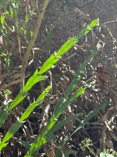 Genista tridentata, photograph 2