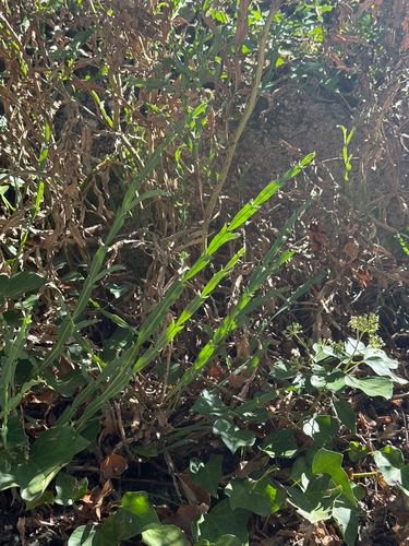 Genista tridentata, photograph 3