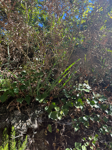 Genista tridentata, photograph 4