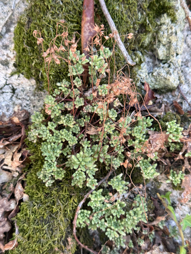 Sedum hirsutum, photograph 3