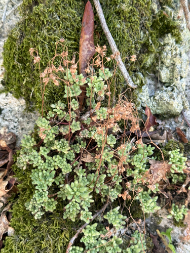 Sedum hirsutum