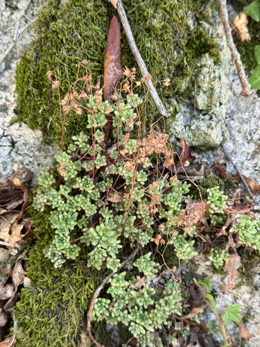 Sedum hirsutum, photograph 2