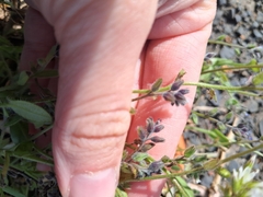 Myosotis discolor, photograph (c) Pluto Hooper, some rights reserved (CC BY)