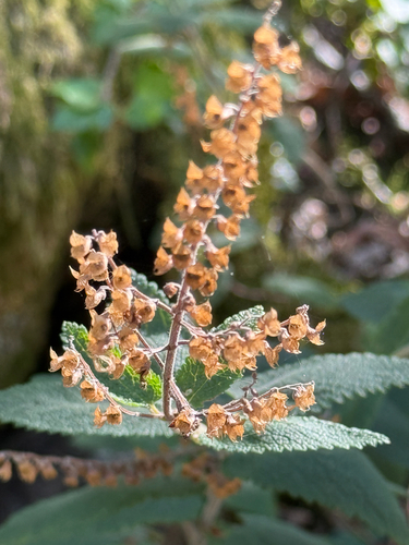 Teucrium scorodonia