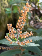 Teucrium scorodonia