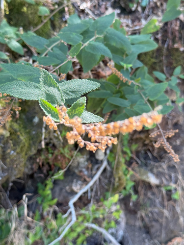 Teucrium scorodonia, photograph 4