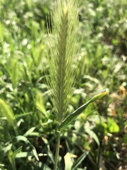 Hordeum pusillum