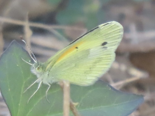 Dainty Sulphur